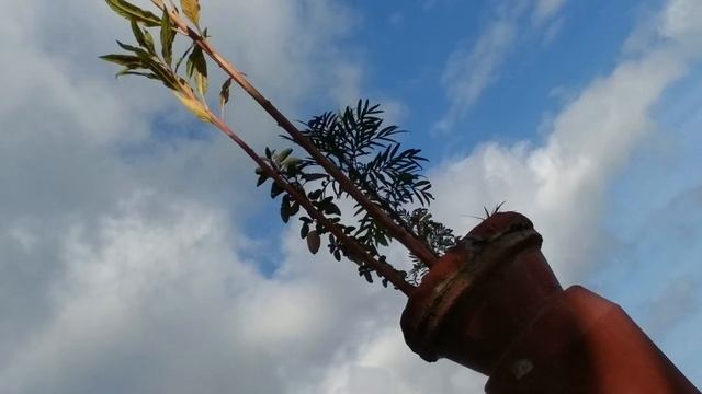 AP PHOTOGRAPHY // NATURE // OPPO F9 PRO CAMERA // 18 MP CAMERA WITH POTRAIT MODE смотреть онлайн