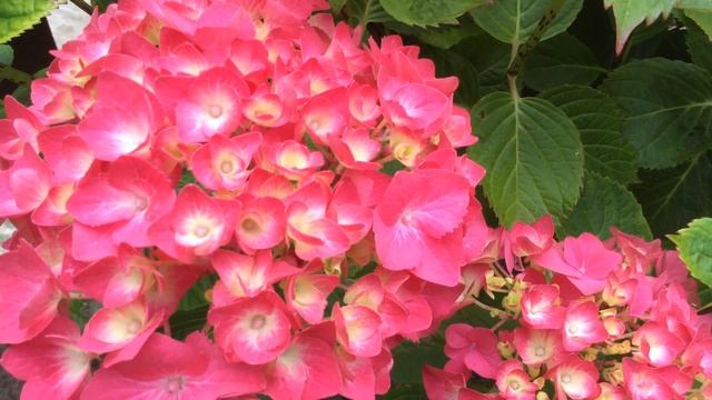 Pink Hydrangea macrophylla (Hortensia) In Garden #hydrangea #macrophylla #hortensia #gardening смотреть онлайн