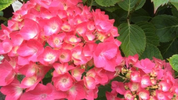 Pink Hydrangea macrophylla (Hortensia) In Garden #hydrangea #macrophylla #hortensia #gardening