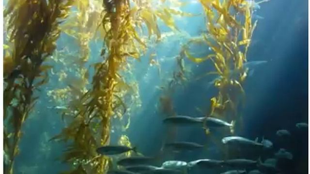 Вот как пережить Магнитные бури с Помощью Этих продуктов смотреть онлайн