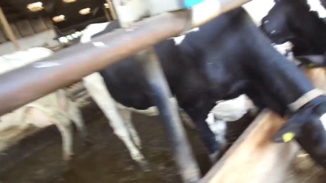 На ферме у фермера, смотреть онлайн