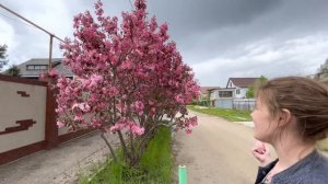 Декоративная яблоня Рудольф