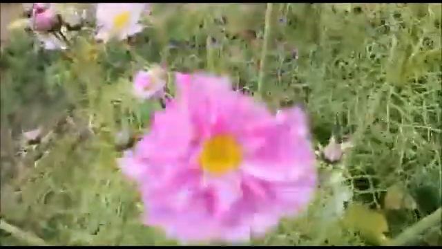 Цветение моей махровой космеи в ноябре смотреть онлайн