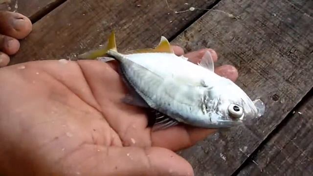 Phuket - Yellow Tail смотреть онлайн