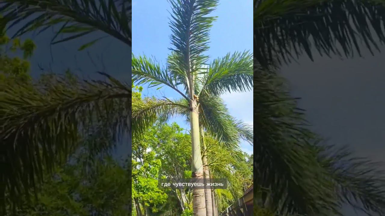 Первый шаг - Выйти за рамки своих ограничений. Панган Тайланд смотреть онлайн