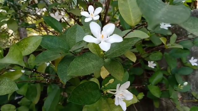 How To Grow & Care Srilankan Tagar Plant/Wrightia Antidysenterica/ In Malayalam (ശ്രീലങ്കൻ മുല്ല )