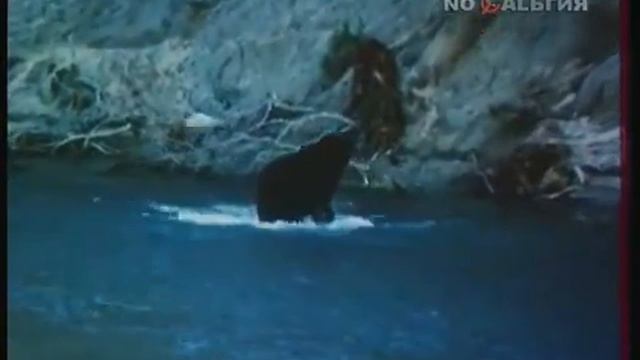 В мире Животных с Николаем Дроздовым 1989