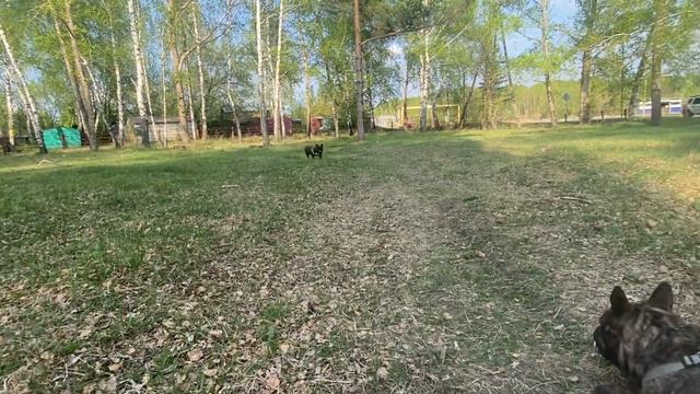 Французские бульдоги Бумер и Дизель. Чем же занят Бума, пока его в засаде ждёт Диза? 🤔 смотреть онлайн