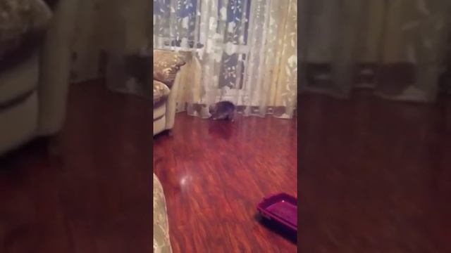 Бой со шторой смотреть онлайн