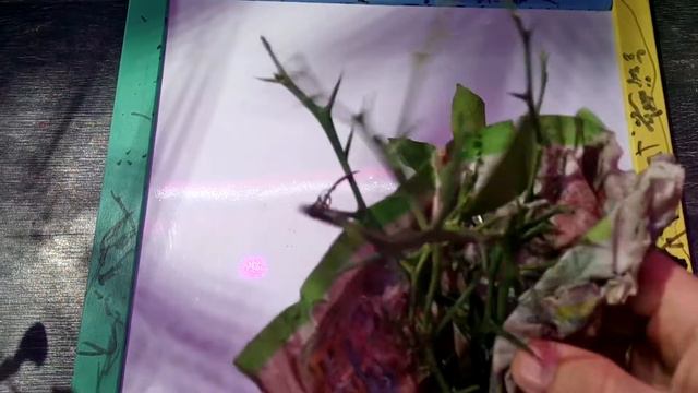 Посылка из Сочи! смотреть онлайн