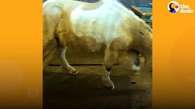 Pony Is Thrilled To Have Her Overgrown Hooves Finally Cut | The Dodo смотреть онлайн