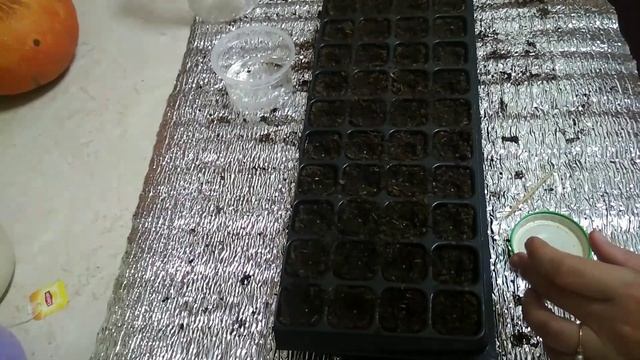 Особенности посева ЛОБЕЛИИ в кассеты. смотреть онлайн