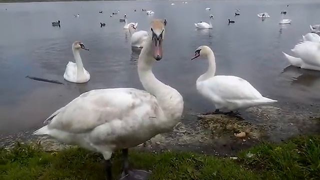 Смотреть всем! Шок-сколько лебедей! смотреть онлайн