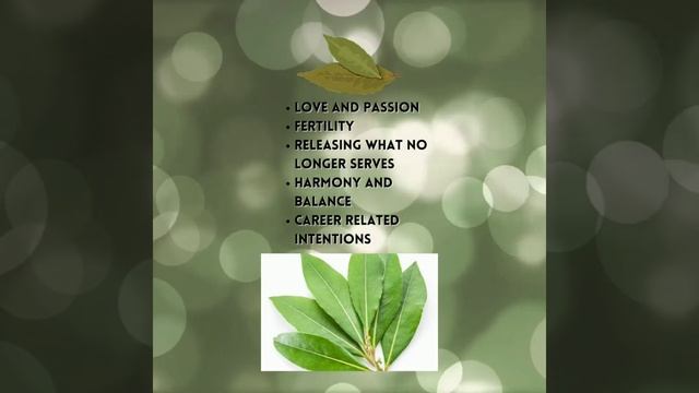 Bay leaf Magic - Bay Leaves spells - Bay Laurel legends - Herbal Magic смотреть онлайн