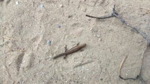 Змеи которые водятся в Забайкалье