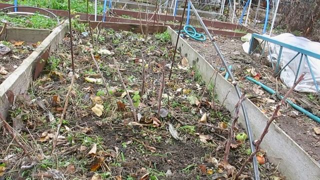 УДОБРЯЕМ ГРЯДКИ МАЛИНЫ ОСЕНЬЮ смотреть онлайн