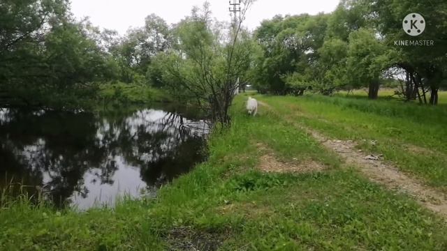 Алабай. САО. Нам сегодня 9 месяцев 🐕Амур-Табет-Ит-Чаян смотреть онлайн