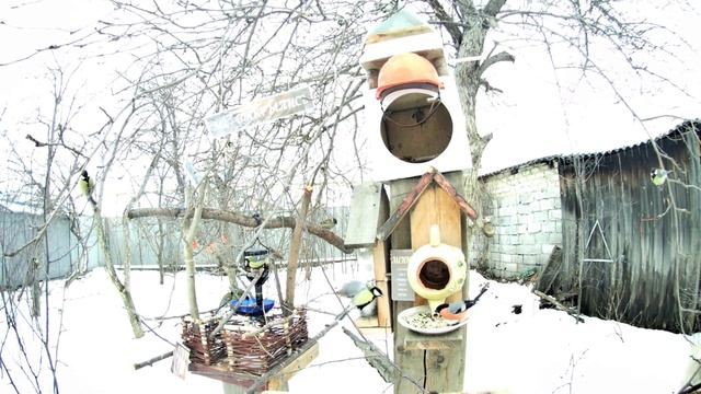 На кормушке снегирь гоняет синичек и воробьёв. Оригинальные кормушки для птиц своими руками смотреть онлайн