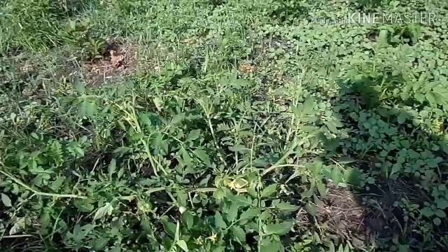 ДАЧА. НАС ПОДКАРМЛИВАЮТ, МИР НЕ БЕЗ ДОБРЫХ ЛЮДЕЙ смотреть онлайн