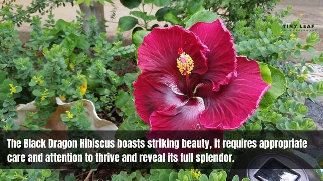 Black Dragon | Hibiscus Sinosyriacus | Hibiscus Plants And Varieties