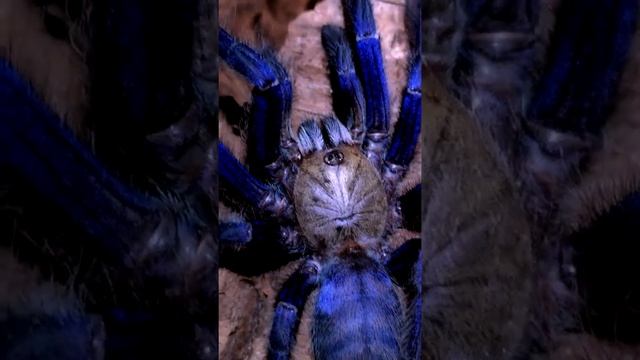 Паук птицеед Lampropelma Violaceopes