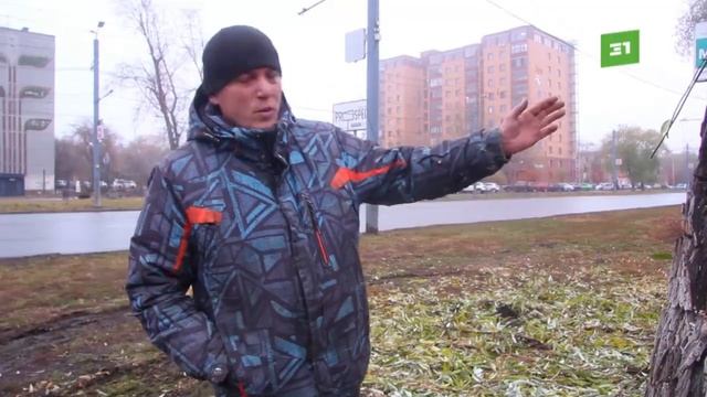 Вырубка деревьев ради благоустройства? На улице Труда под топор пустили 8 ив и кленов