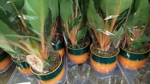 Chlorophytum orchidastrum 'Green Orange' смотреть онлайн