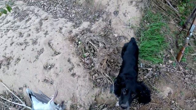 ПЕРВАЯ ОХОТА ЩЕНОК 10 МЕСЯЦЕВ. Русский охотничий спаниель. смотреть онлайн