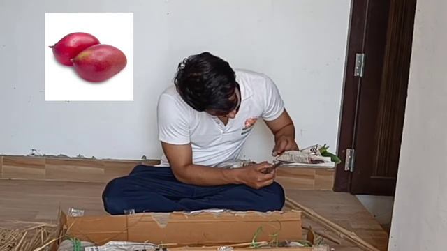 Online plant shopping | Unboxing | Shivam Fruit Forest | смотреть онлайн