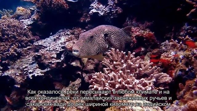 Более 30 миллионов километров рек и ручьев на Земле постоянно пересыхают смотреть онлайн