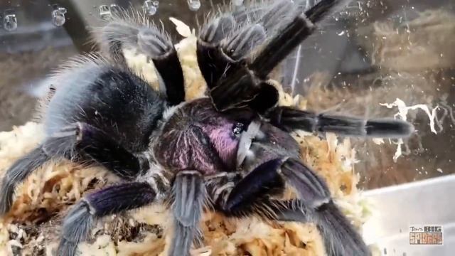 Phormictopus sp. Dominican Purple Rehouse and Notes смотреть онлайн