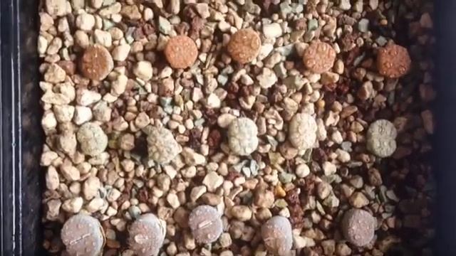 Живые камни, литопс на Ферме Алины Гончаровой смотреть онлайн