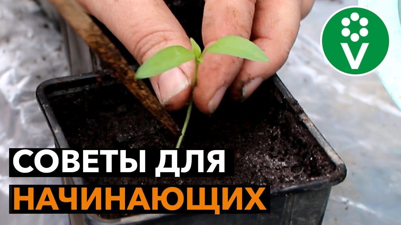 ПИКИРОВКА РАССАДЫ ПЕРЦА без ошибок! смотреть онлайн