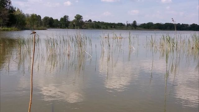 Соловьиные трели. Звуки природы. смотреть онлайн