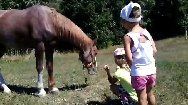 Лошадь ест яблоки 2015 смотреть онлайн