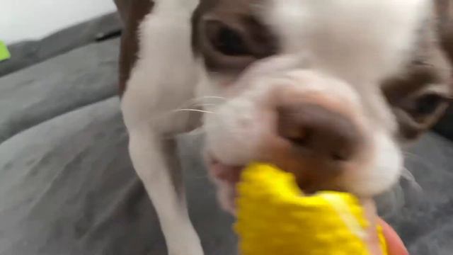 собака и мячик | смешная собака Бостон Терьер | Boston Terrier смотреть онлайн