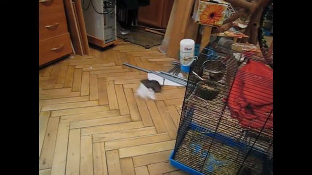 смешная дегу Долька ворует бумагу для гнезда смотреть онлайн