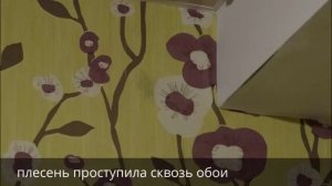 Как избавиться от плесени после потопа