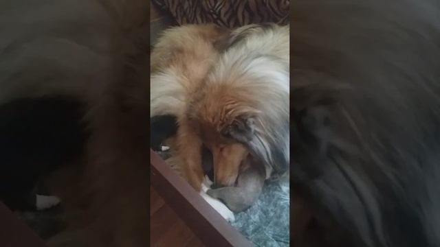 Альма с 8-ми дневными щенками. 6.07.'23 Спб. смотреть онлайн