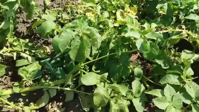 Картофель Пикассо,Белла Роса. Июль смотреть онлайн