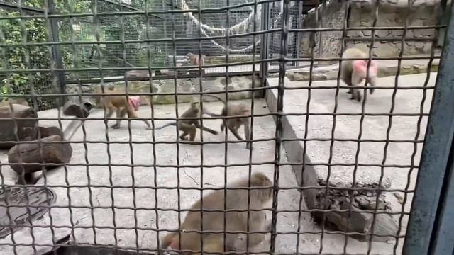 Семья гамадрила Лешика спокойней семьи обезьянки Люси! смотреть онлайн