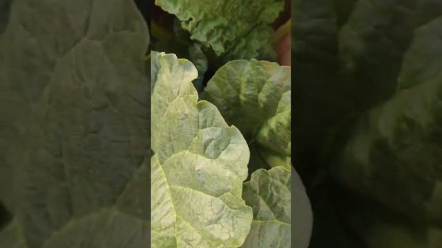 Ревень: выламываю цветочные стрелки смотреть онлайн