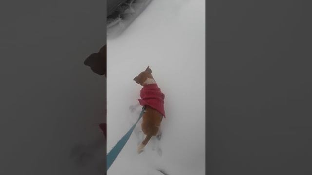 Snowmageddon Take 2 смотреть онлайн