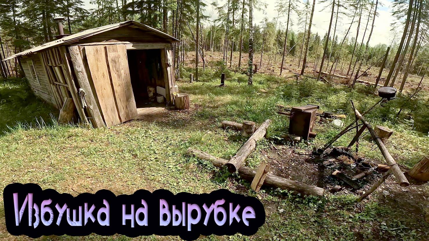 Моторейд. Избушка на вырубке: Лес уходит🌲🏍️✨