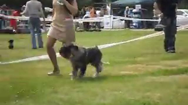 Национальная выставка шнауцеров 2012, кобели промежуток смотреть онлайн