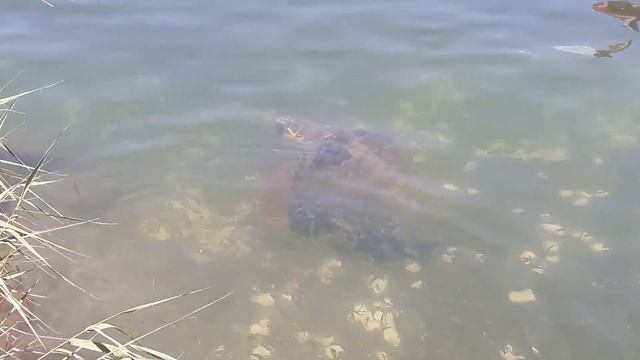 Знаменитая черепаха Карета-Карета