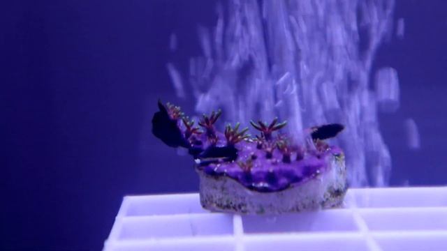Green Star Polyps NOT Opening?? TRY THIS !! - A1A Adventures смотреть онлайн