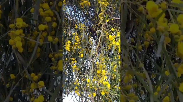 Акация ивовая во время цветения смотреть онлайн