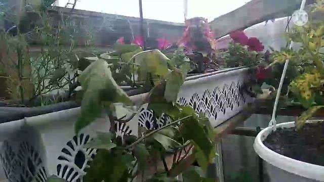 Сибирь. К нам пришёл холод! Каким образом оберегаю цветы от похолодания. смотреть онлайн