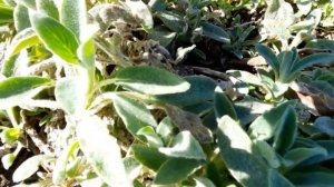 Чистец. Как почистить после зимы и размножить. Весенние цветы. 16.04.2022